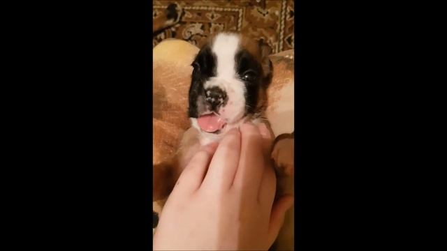 НВХ Ювита 3 недели
