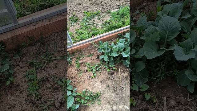 Высадили рассаду капусты, делянка с земляникой