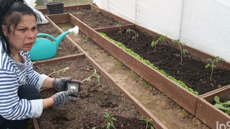 (2025)Наконец-то руки дошли до томатов 🍅. Всё успеется.Часть 2