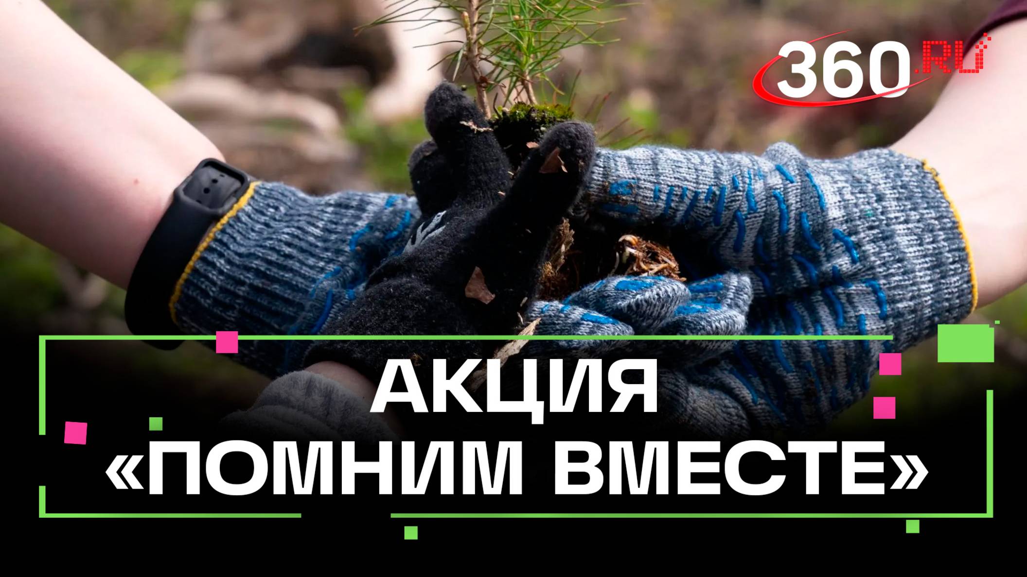 В Подмосковье высадили 6000 сосен