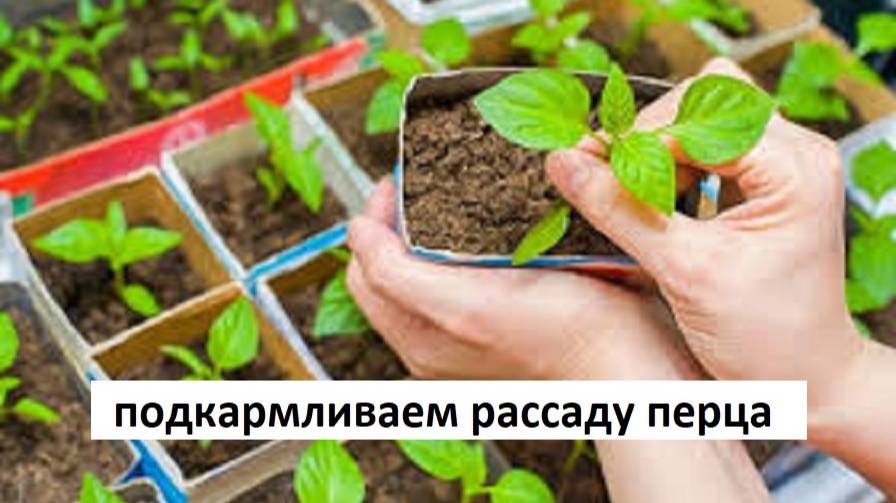 Кальциевая подкормка рассады перца