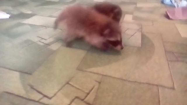 Енот полоскун
