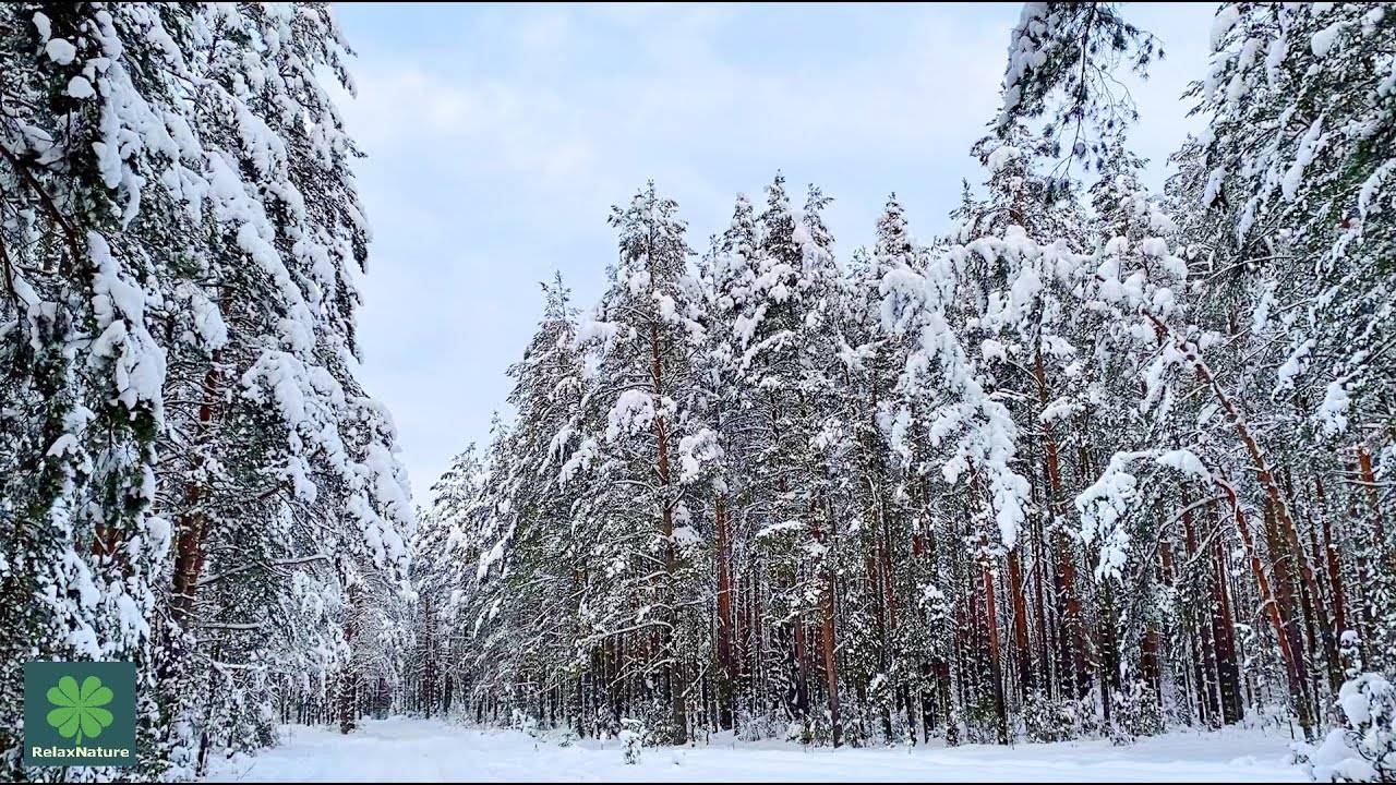 Релакс Прогулка по Зимнему Лесу Расслабление Медитации Снятие Стресса Хороший Сон