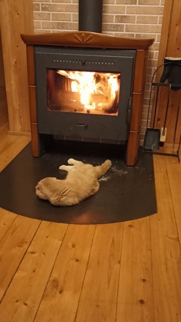 Котик болдеет.