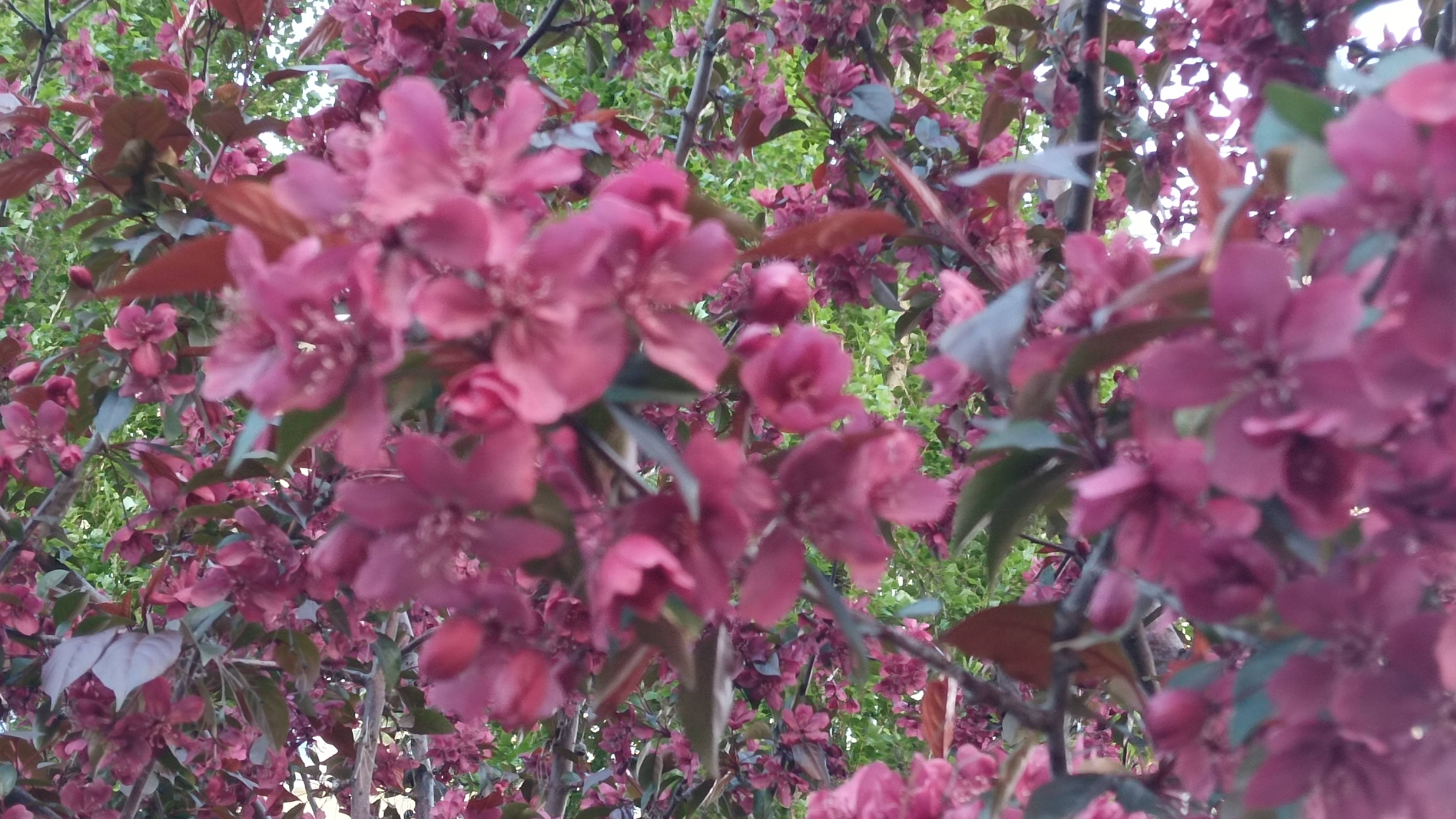 сакура,apple 🍏🍏🍏 tree's and spring flowers 🌼 🌼 🌼 🌼 🌼 🌼 😍 весенние цветы яблони,яблоки