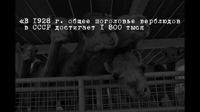 Боевые верблюды Красной Армии