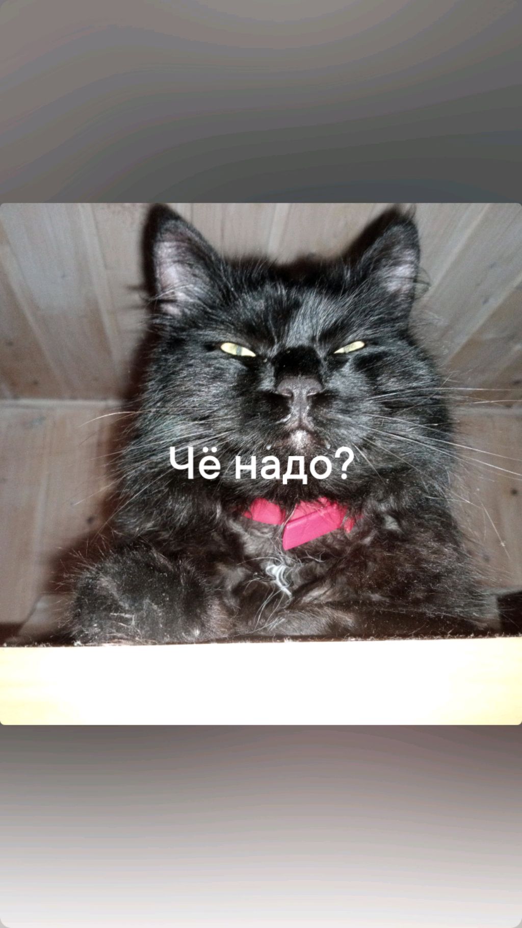 мой кот