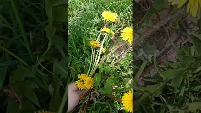 кас, и что с этими одуванчиками делать??!!