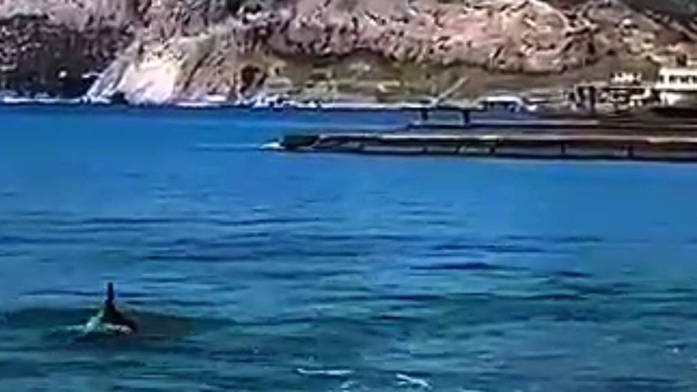 🐬 Дельфины в Судакской бухте, Крым. 19-05-2025