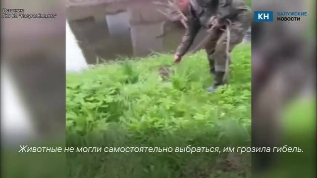 Двух бобров освободили из ловушки в Калужской области