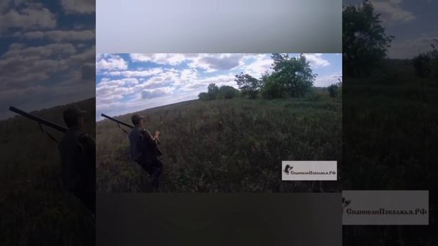Охота с Русским охотничим спаниелем
