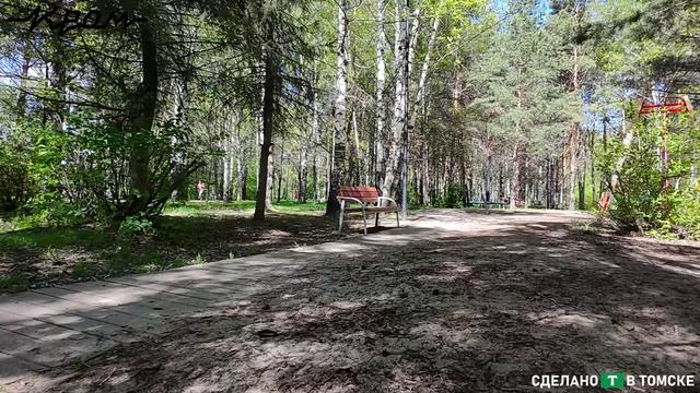 DJI NEO FPV. Берёзовая роща. Томск