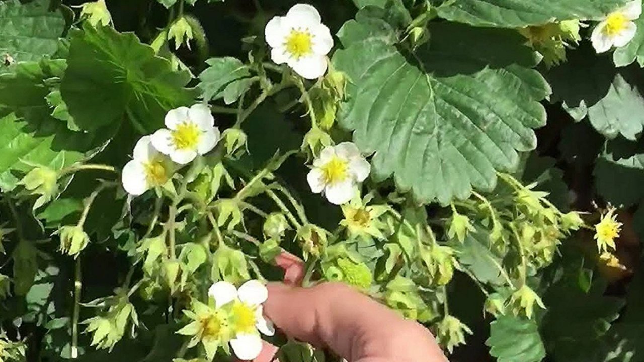 ЦВЕТЁТ КЛУБНИКА: БОРНАЯ КИСЛОТА - ГЛАВНЫЙ СЕКРЕТ УРОЖАЯ КЛУБНИКИ Важный компонент для щедрого урожая