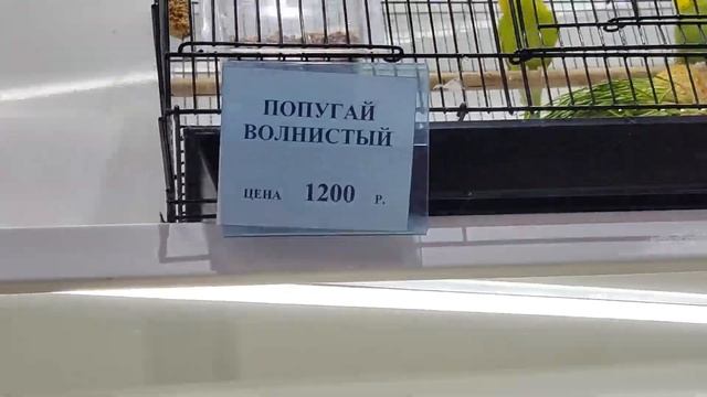 3 апреля 2025г. Прогулка по пр. Октября. Прогулка в магази