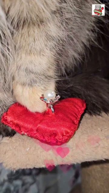Чернуха и Пушинка - это Вечность 😇🌈💓🐈🐈⬛