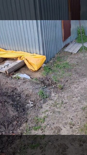 1000024063.mp4 (Собака копает землю под грядки и сажает лук у дома А-фрейм)