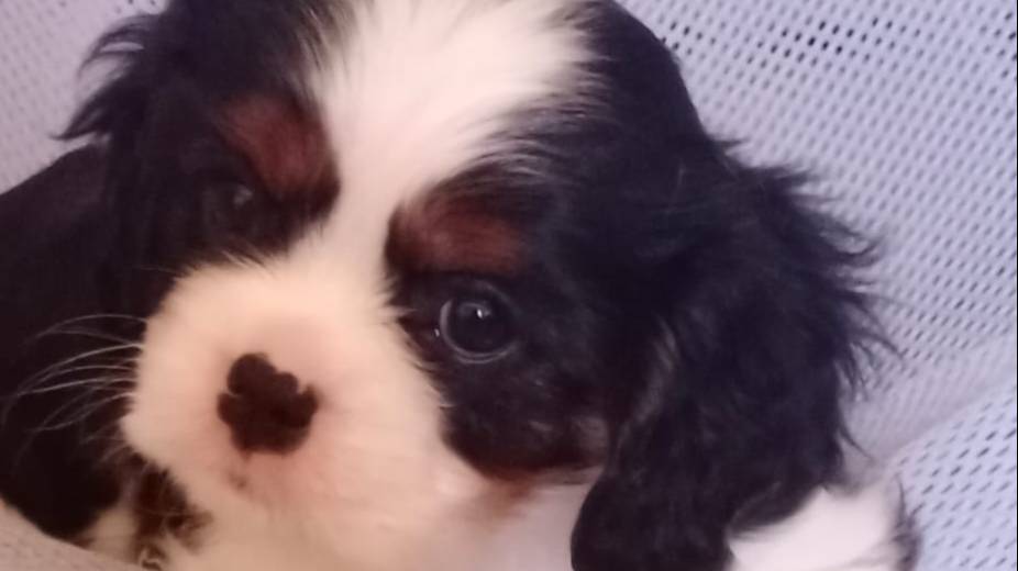 📞+7 911 985-64-65 Мальчик 🐶 Кавалер Кинг Чарльз спаниель ✍️ Елена Фирсова 📍Санкт-Петербург