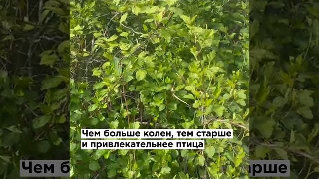 Ночные серенады. В парках ЮЗАО звучат завораживающие соловьиные трели