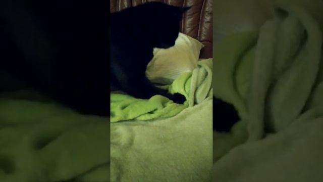 Яшка мнет плед.
