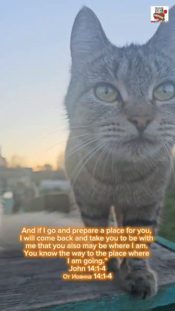 Да не смущается сердце ваше 😇🌈💓🙏😻 May your heart not be troubled