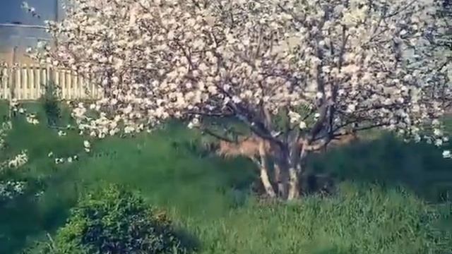 Йәнбикә Хәсәнова - Мин яратам һине тормош!❤❤❤