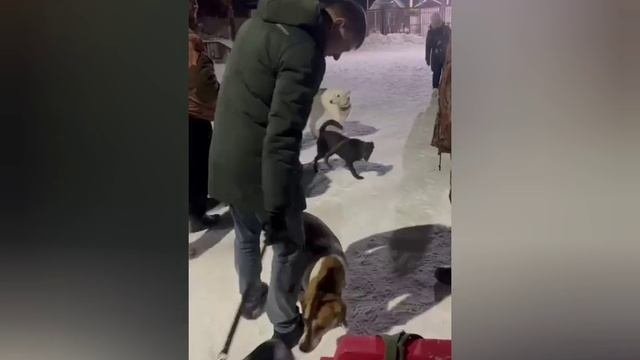 Знакомство щенка с собаками