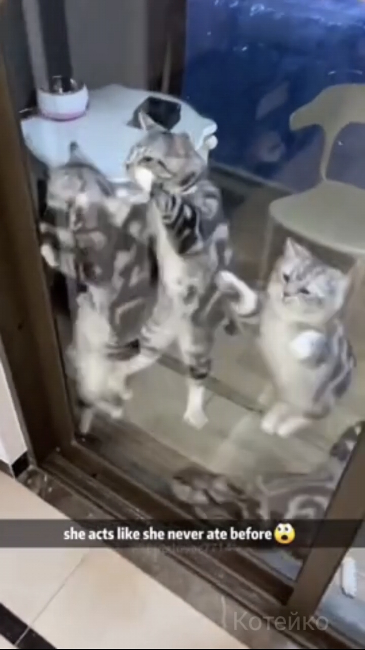 Котиков будто никогда не кормили 🙀
