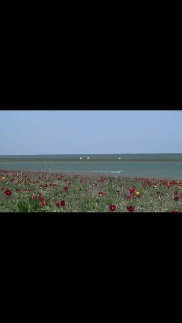 Весна на Маныче