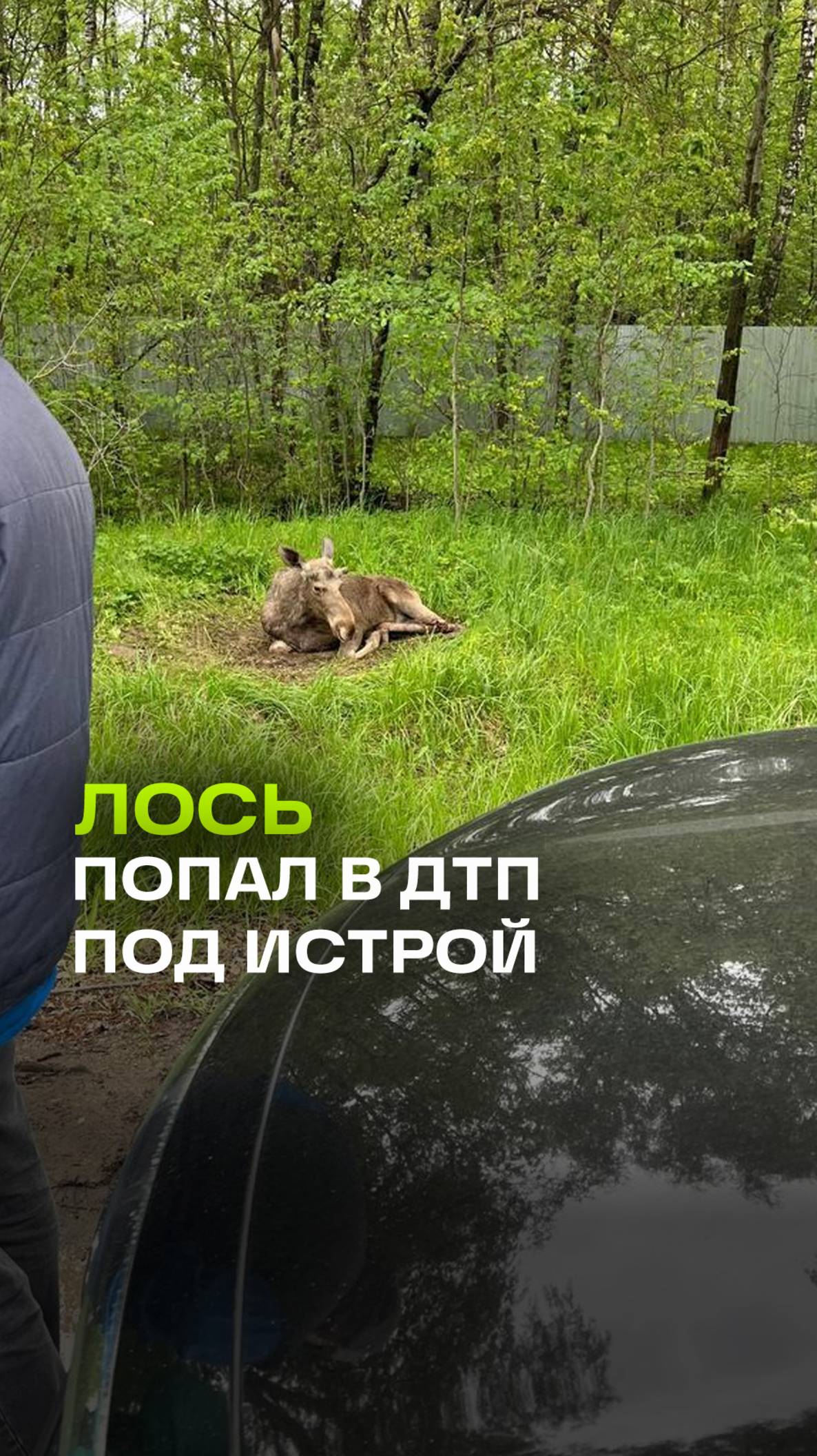 Лось попал в ДТП под Истрой — зоозащитники бросились на помощь