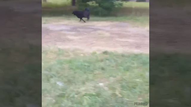 Они ждали людей,чтобы им помогли выжить. 
Щенки,выросшие в взрослых собак.