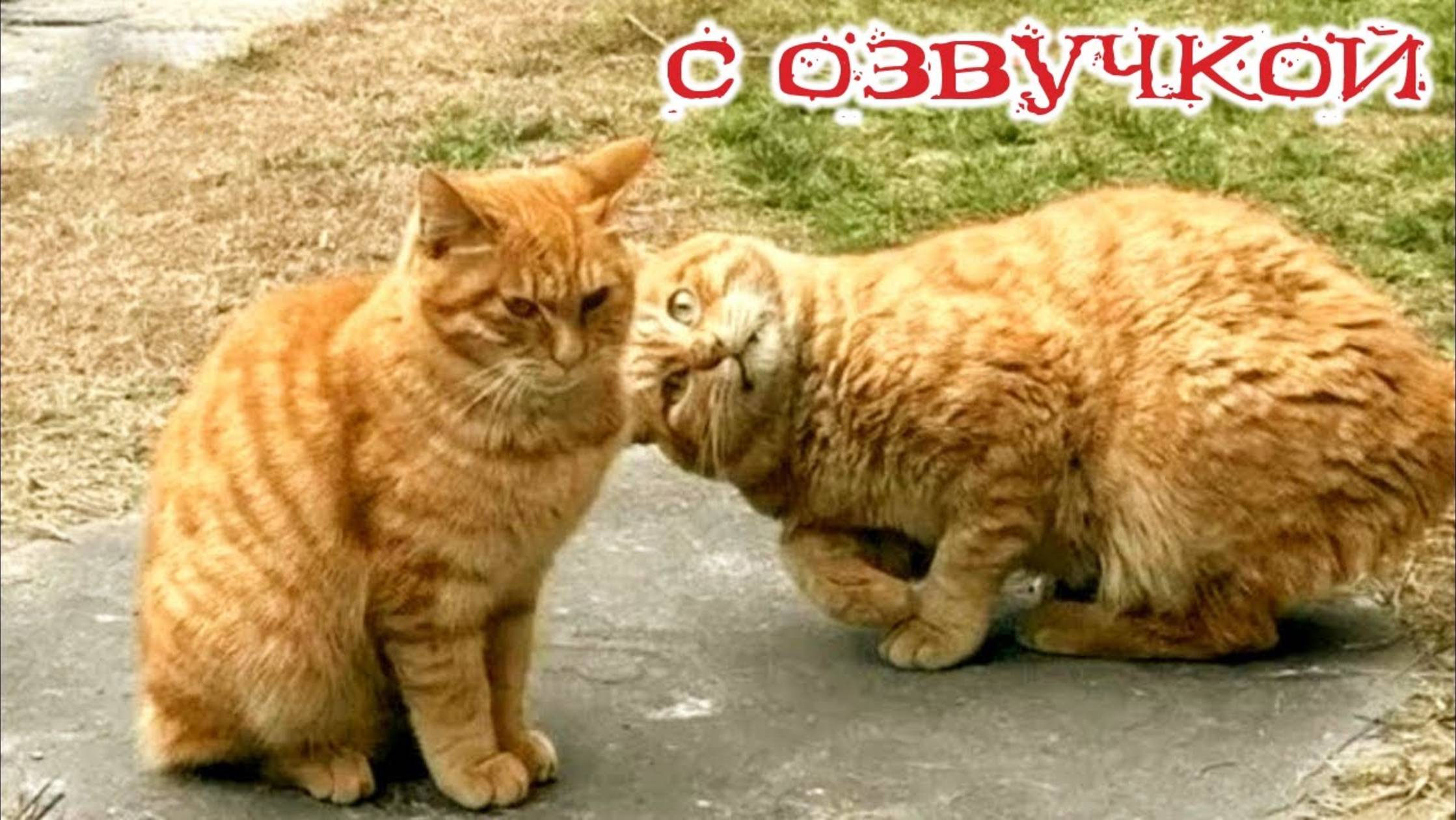 Приколы с котами! С ОЗВУЧКОЙ! Смешные коты и собаки! Смешные видео про животных! УГАР до слез!