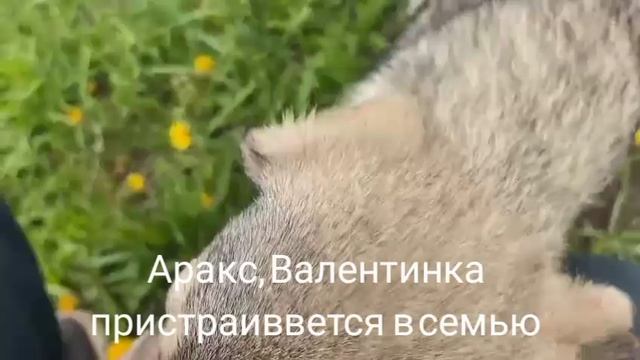 19-05-2025 Аракс, Валентинка