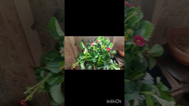АМПЕЛЬНАЯ КЛУБНИКА ТРИСТАН