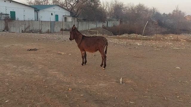 У осликов любовь. ох боюсь, что наделают делов.