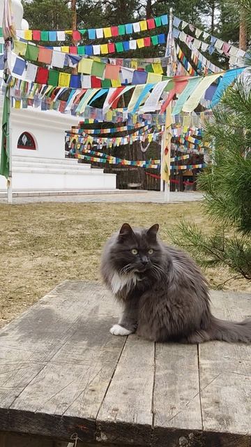 Кисонька из Северного Кунсангара😻Большие Дворы. Ретритный центр. Подмосковье 01.04.2025