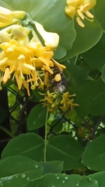 Набрала полные корзиночки пыльцы