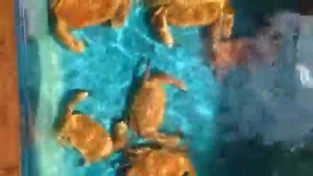 Рыбная лавка Don Omar_2