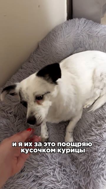 Собака клянчит! Что делать?
#собака #щенок #кинолог #кинологонлайн #дрессировка #зоопсихолог