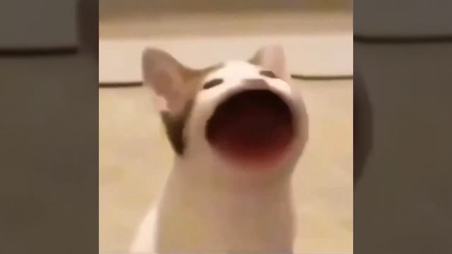 1000016893.mp4