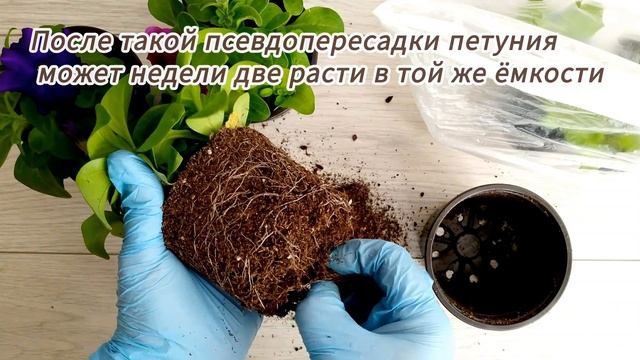 Петуния. Пересадка. Зачем обрываю корни