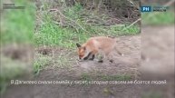 В Дягилево засняли очаровательных лисят.