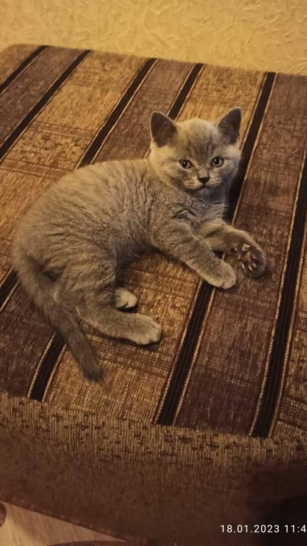 Мой кот часть 2!!!!))