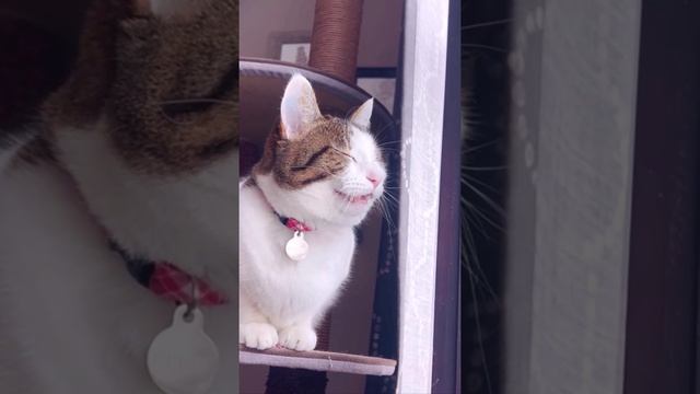 котики