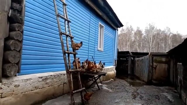 Гусь Гриша купается в луже 😁