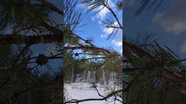 Весенний лес. Прогулка на снегоступах по подмосковью