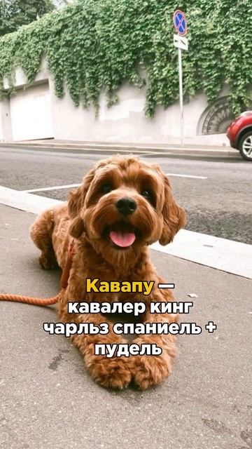 МальтиПУ_ЙоркиПУ_КаваПУ #собака #щенок #кинолог #кинологонлайн #дрессировка #зоопсихологонлайн