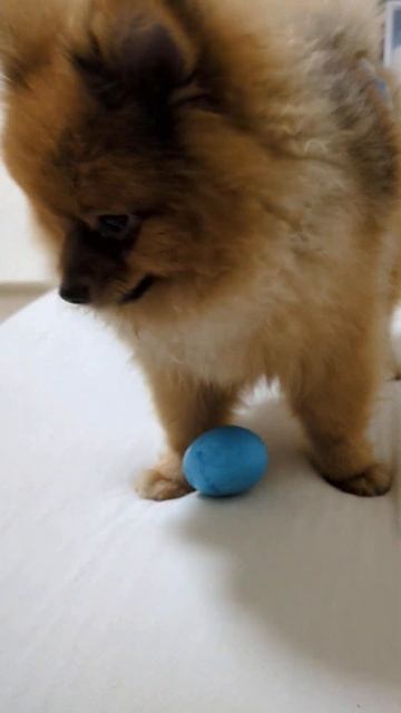 Clumsy Pomeranian #pomeranian #dog #cutedog #puppy #pets #강아지 #щенки #宠物