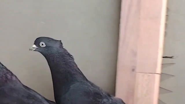 учма кора зоклар  93_447_7838 нархи 500 минг сум