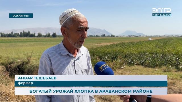 БОГАТЫЙ  УРОЖАЙ ХЛОПКА В АРАВАНСКОМ РАЙОНЕ