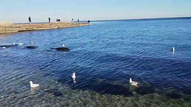 Одесса  уЧерногоМоря  Январь 2025